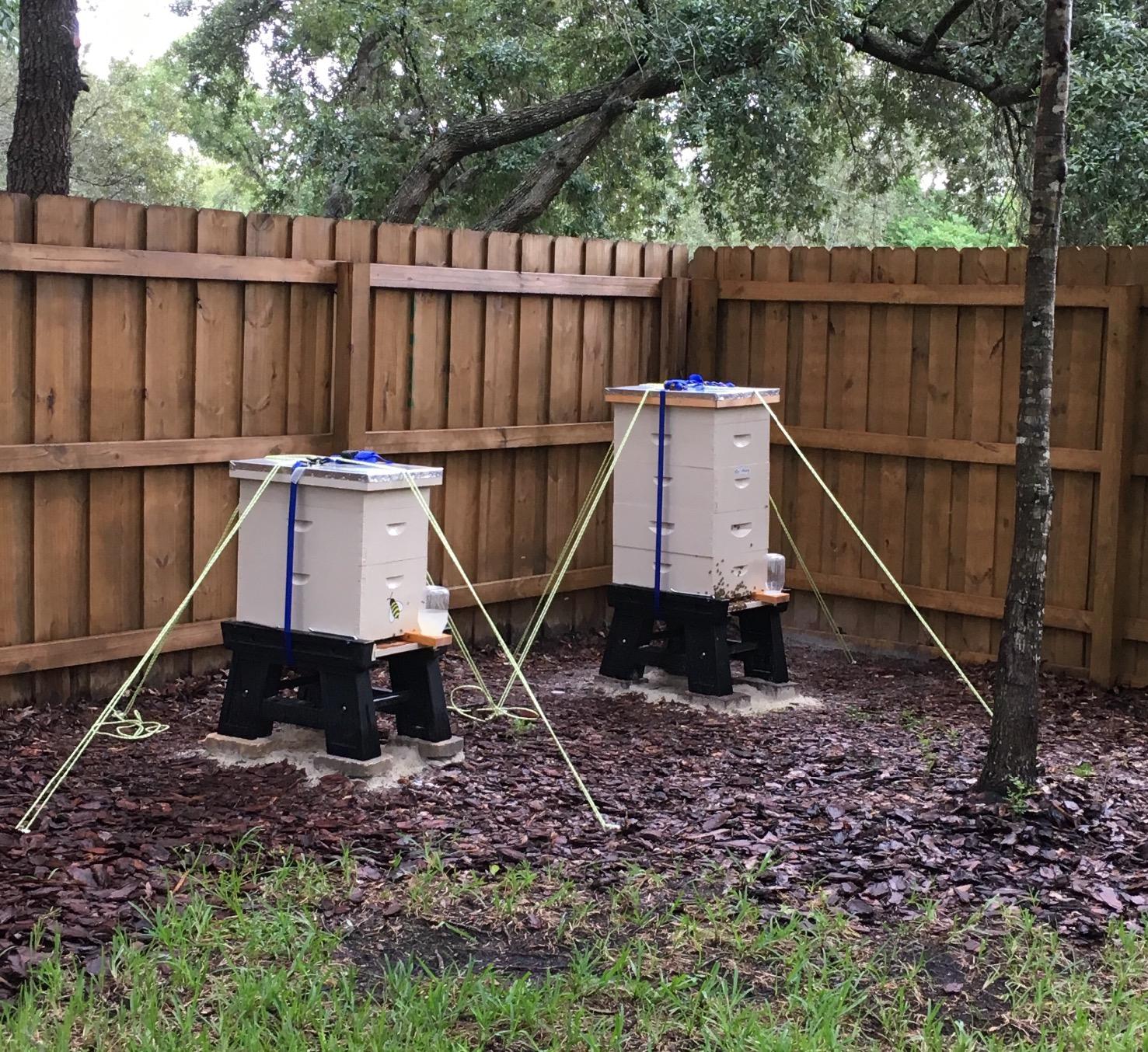 Beehives secured with AUGO Ratchet Straps before Hurricane Irma