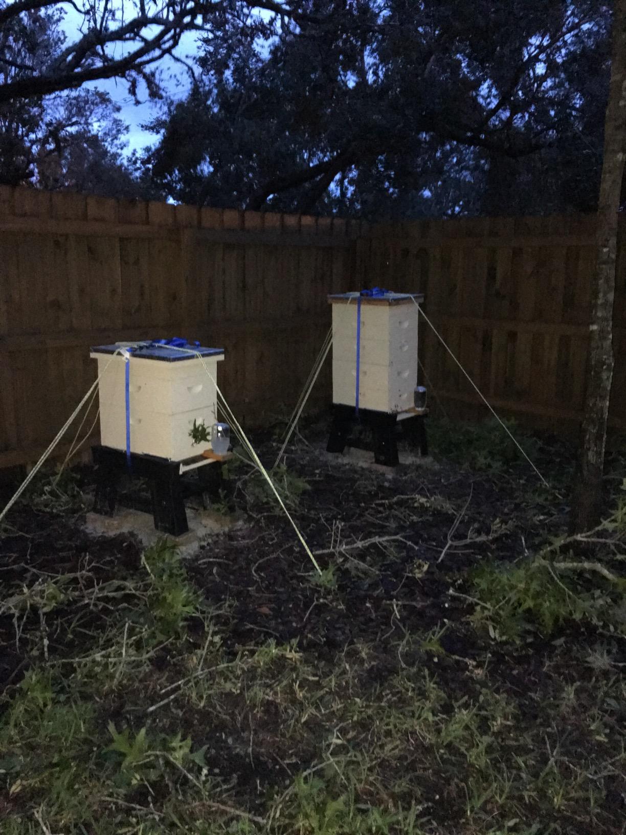 Beehives after Hurricane Irma, still secured by AUGO Ratchet Straps