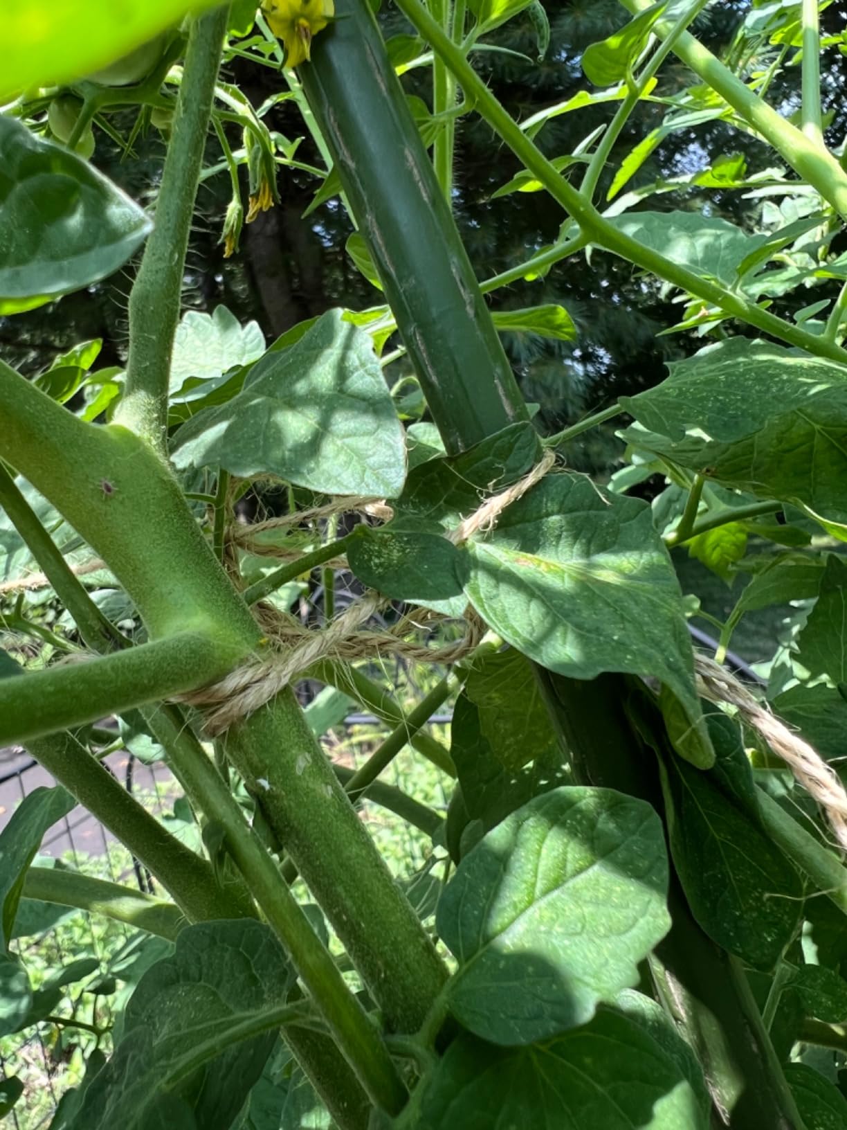 GUARD SHIELD tarp used in a garden setting